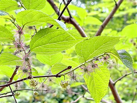 小構樹|GKZ植物事典・ヒメコウゾ（姫楮）